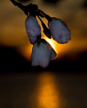 CherryBlossoms-2028