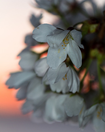 CherryBlossoms-2005