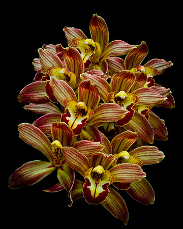 Flowers-7100