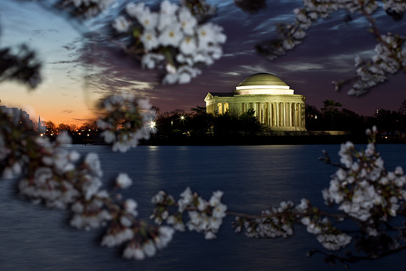 Cherry Blossoms 2011