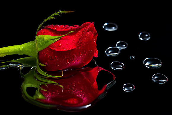 Flower in Studio-4220