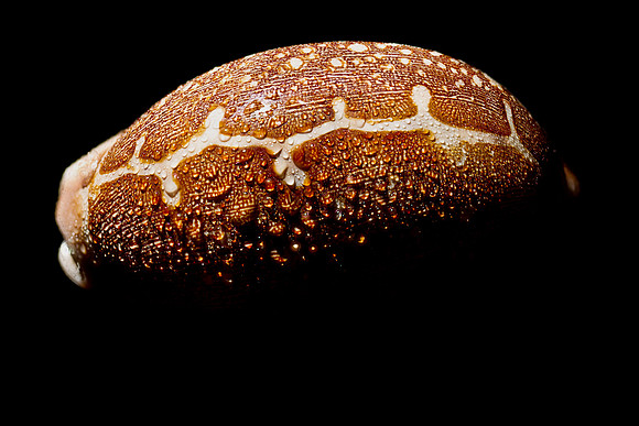 Cowrie Shell-
