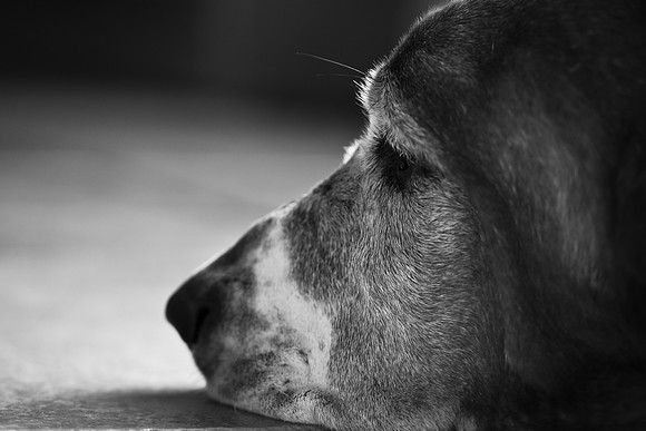 Boggart,Friends,dog,bassethound,-1963