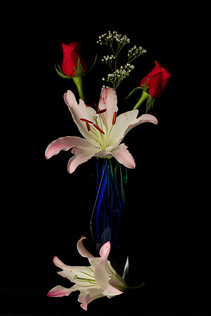 Flower in Studio-4129