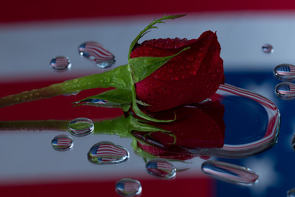 Flower in Studio-4254