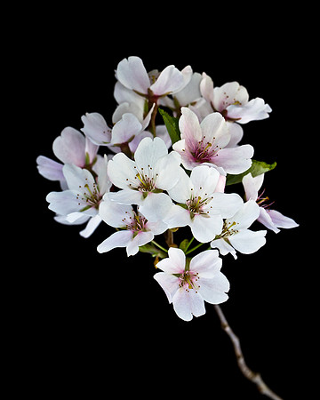 CherryBlossoms-1696
