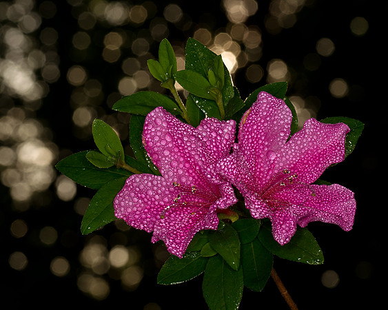 Flowers-3276