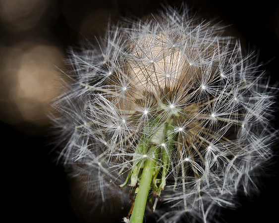 Flowers-3262