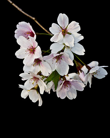 CherryBlossoms-1698-Edit