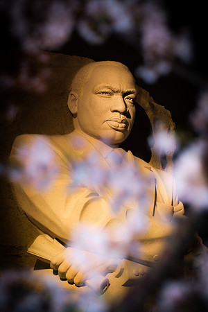 Cherry Blossoms 2012-14