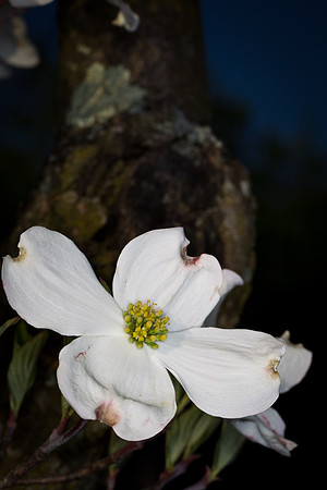 Flowers-2591