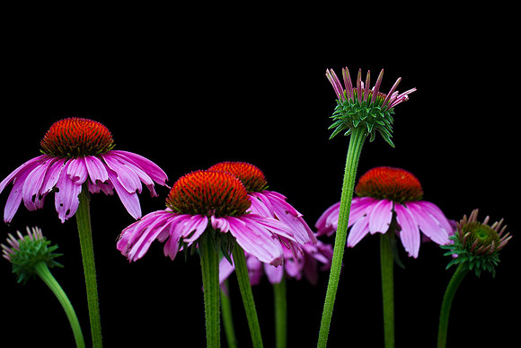 echinacea-2744-Edit-2