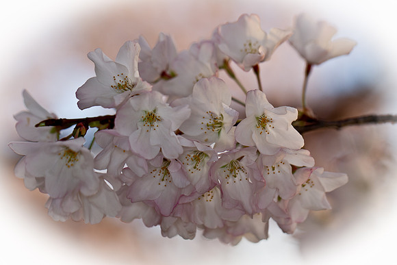 CherryBlossoms-2044