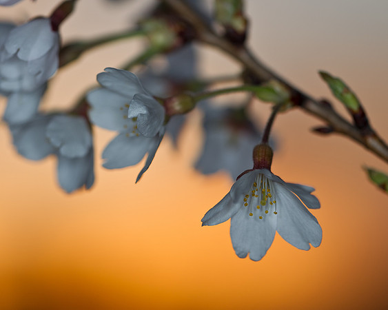 CherryBlossoms-2022