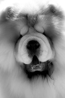 Dogs