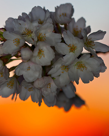 CherryBlossoms-2010